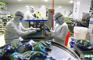 中央媒體探秘全球最大植物工廠，解鎖新興光生物產(chǎn)業(yè)的生物技術(shù)密碼